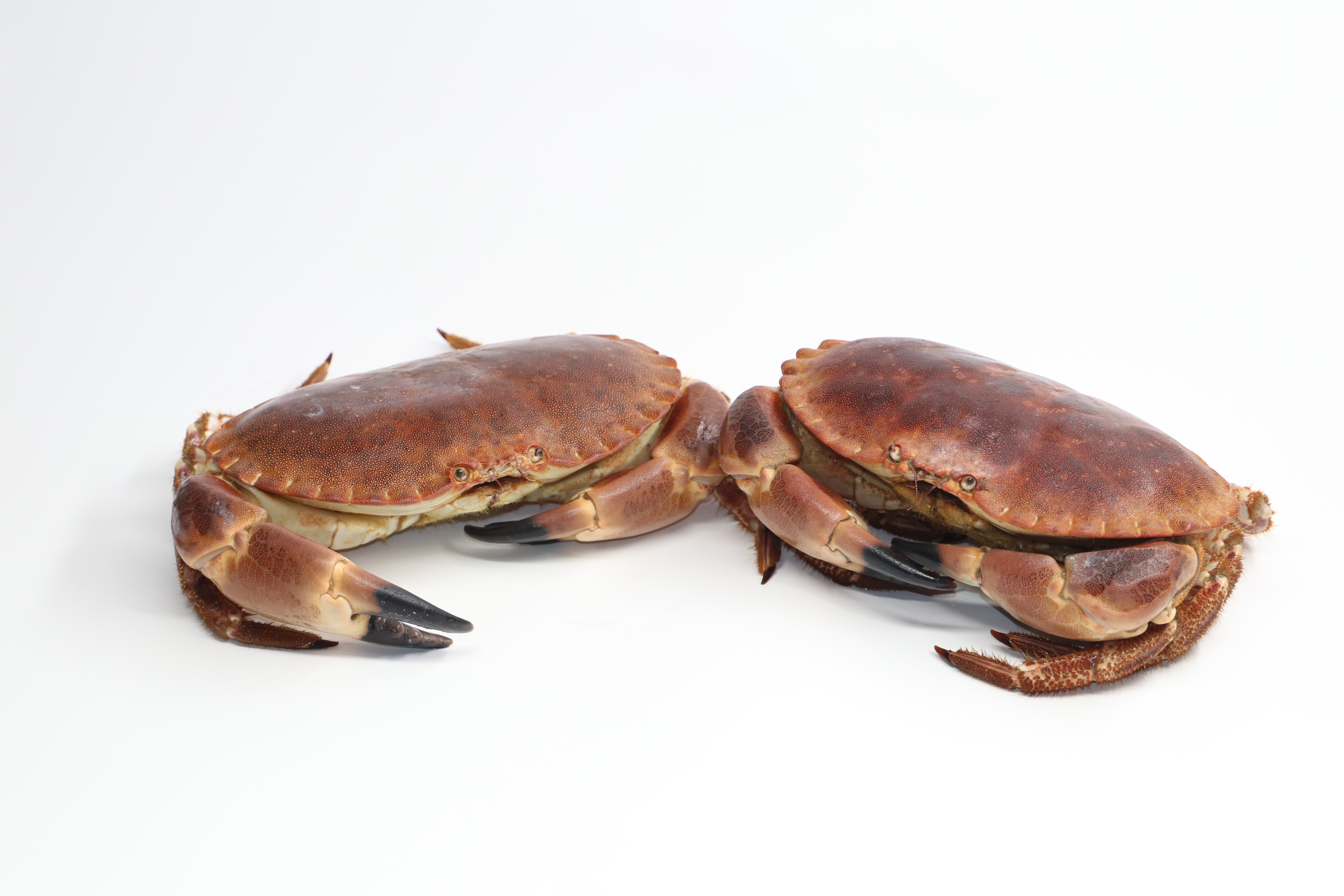 Tourteaux complément